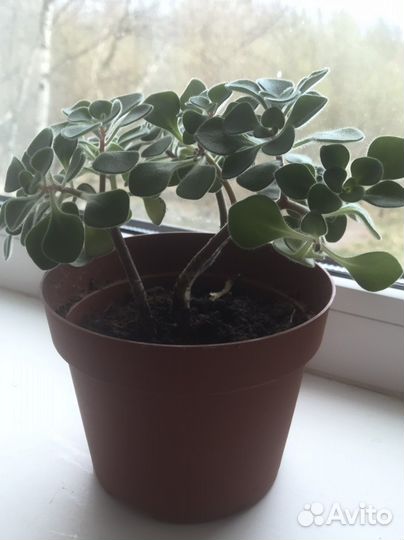 Домашние растение Аихризон