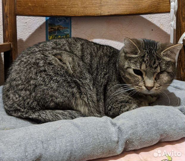 Кошечка шпротик