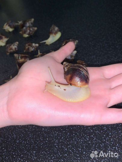 Улитки ахатины