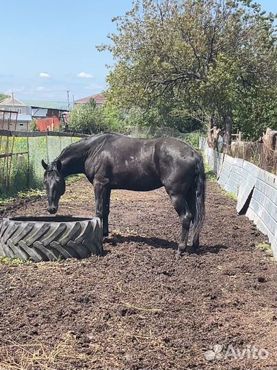 Жеребец 3 года