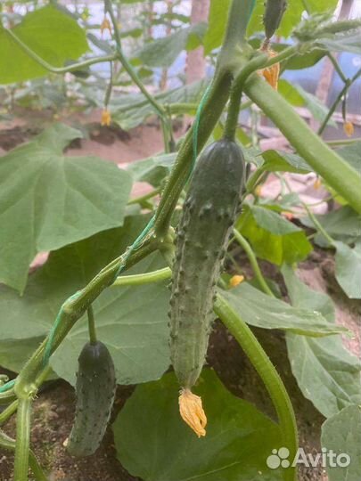 Семена томатов огурцов