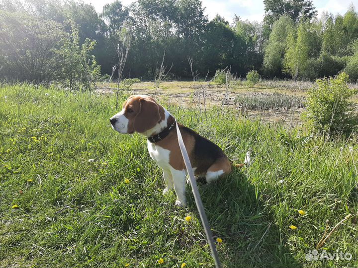 Вязка собак