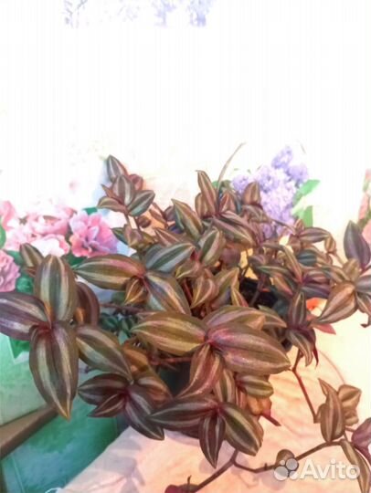 Пышный кустик традесканции