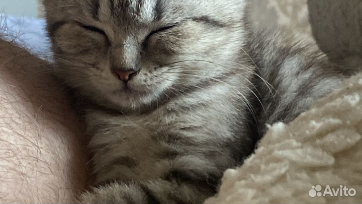 Котенок от кошки шиншилла