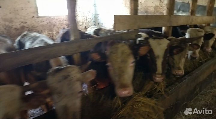 Бычки на доращивание