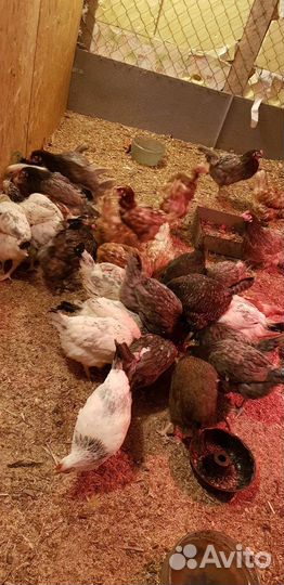 Куры несушки с доставкой