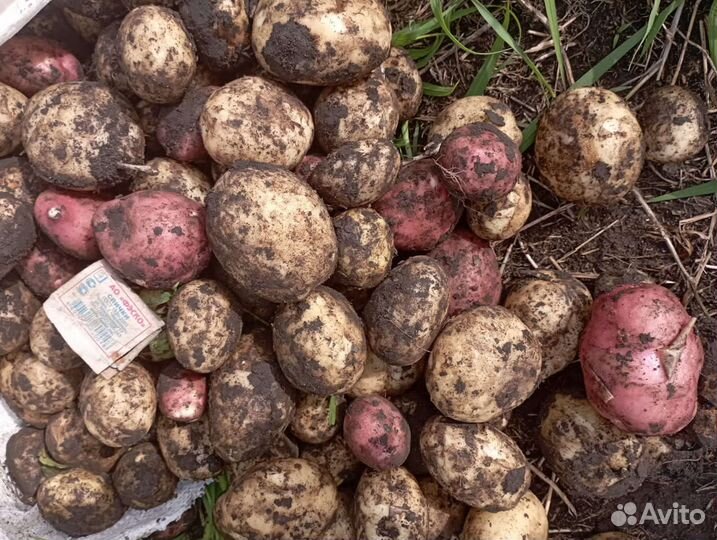 Картофель семенной и продовольственный