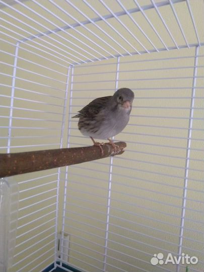 Кенарь Файф фенси