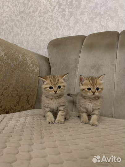 Шотландские котята
