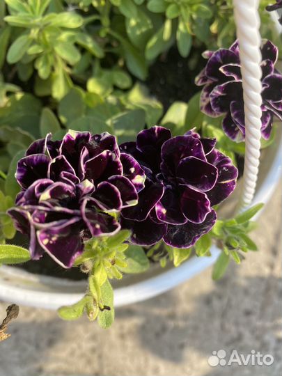 Вегетативные калибрахоа и петунии