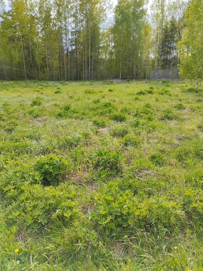 Участок 12 сот. (СНТ, ДНП)