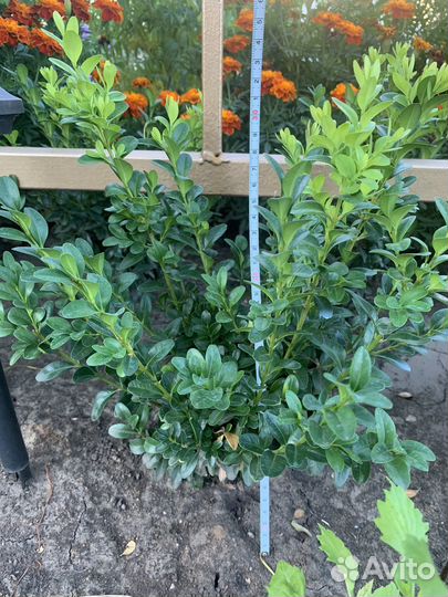 Саженцы самшита