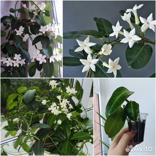 Комнатные цветы ч.2