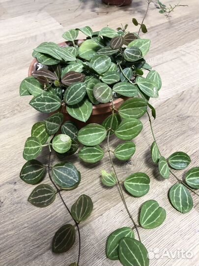 Дисхидия Овата, Нуммулария, Хойя Серпенс срезы