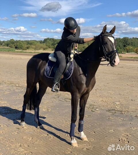 Универсальный мерин в аренду