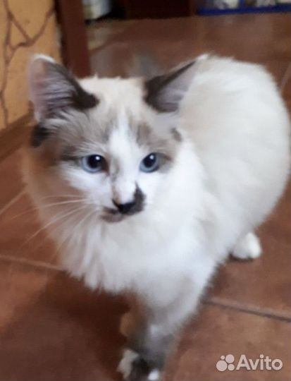 Кошечка в добрые руки бесплатно