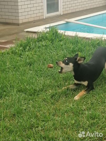 Вязка Тойтерьер