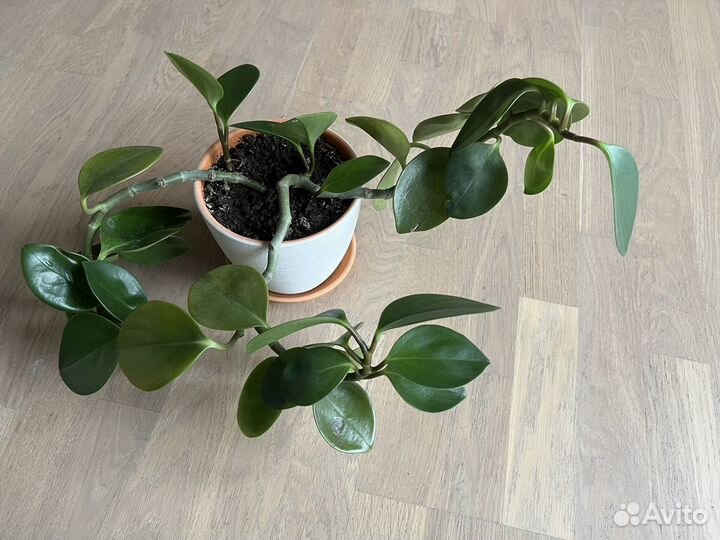 Пеперомия туполистная в керамическом горшке
