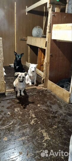 Собаки бесплатно в добрые руки щенки