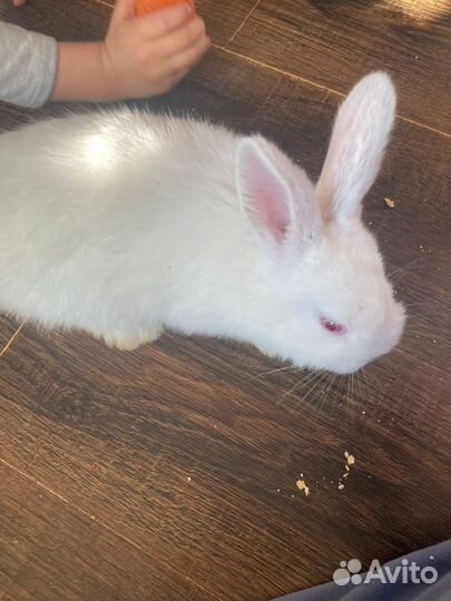 Кролики мясные