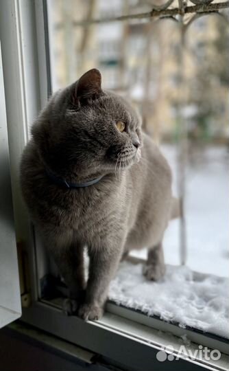 Британская кошка вязка