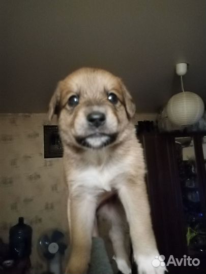 Отдам бесплатно щенков