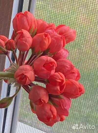 Герань, пеларгония сортовая