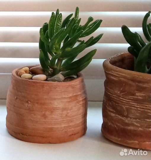 Кактусы, суккуленты, алоэ