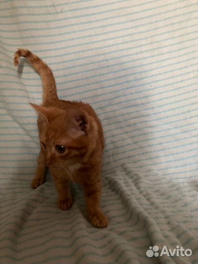 Котята мини в добрые руки