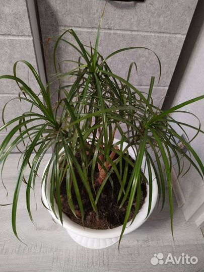 Пальма драцена