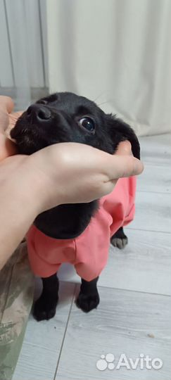 Щенок Девочка 2,5 месяца