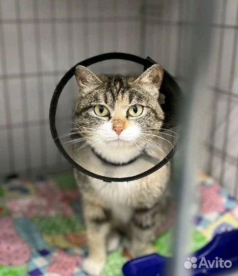 Кошка Радуга