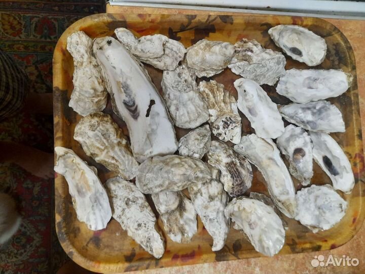 Ракушки (устрицы)