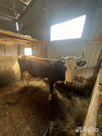 Айрширская корова