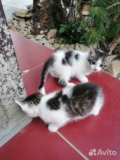 Кошки в добрые руки