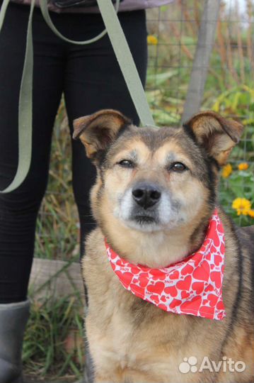 Собака в добрые руки