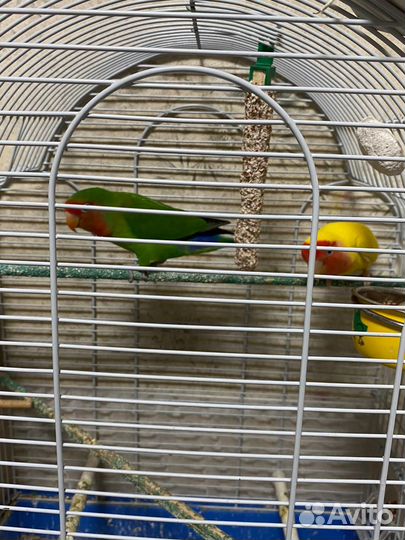 Продажа попугаев неразлучников