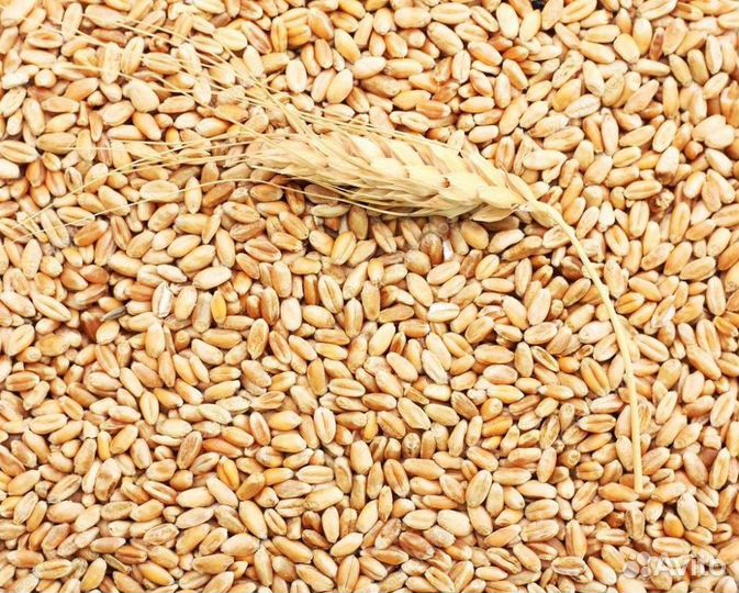 Пшеница