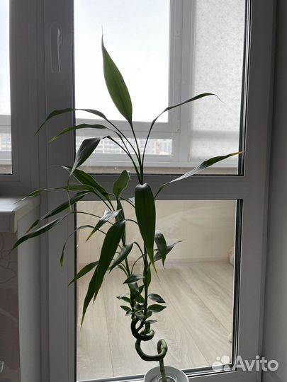 Бамбук из Икеа