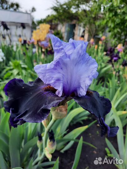 Ирисы бородатые сортовые