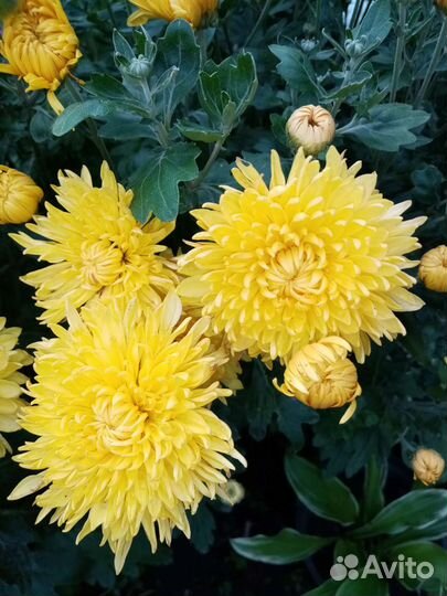 Ромашка. Хризантема