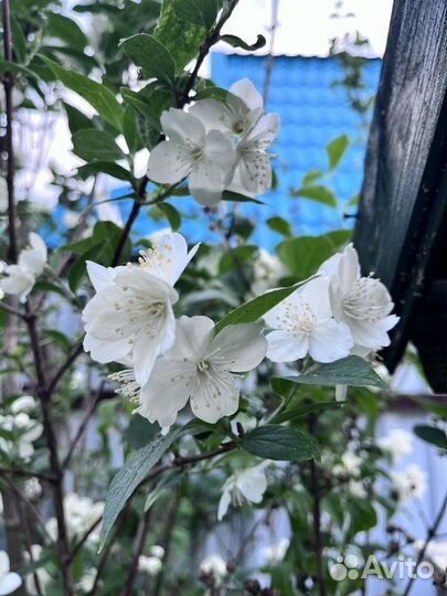 Жасмин, мята