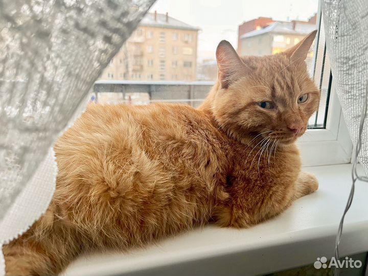 Котик в поисках семьи