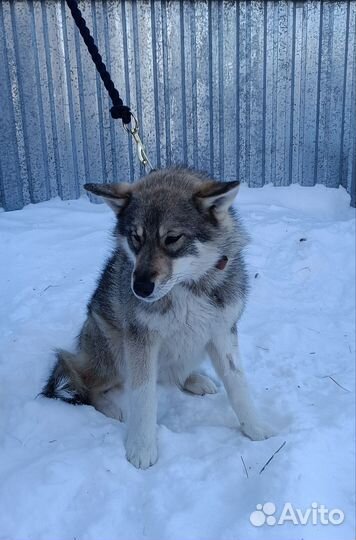 Метис хаски