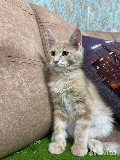 Котята мейн-кун