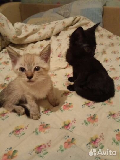 Котята