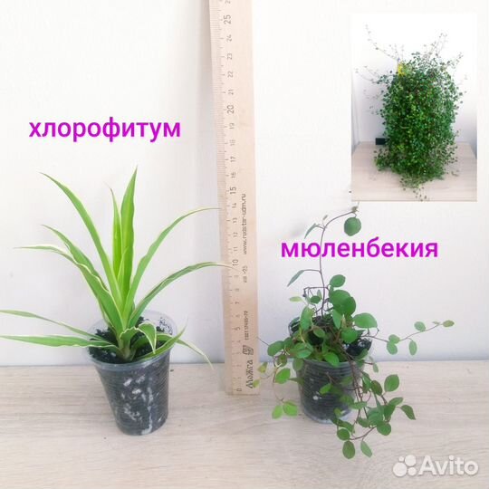 Комнатные растения цветы