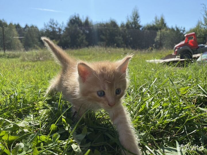 Котята отдам бесплатно