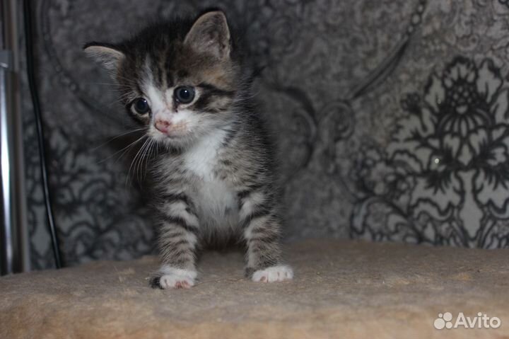 Маленький мальчик