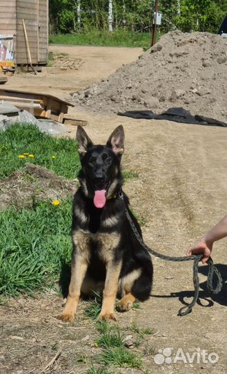 Подрощенные девочки немецкой овчарки